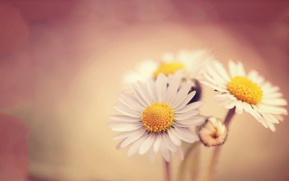 White Daissies