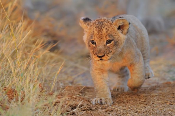 Lion Cub Walking