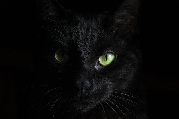 Black Cat Green Eyes