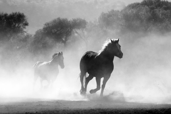 Horses Running Dust Monochrome 4k