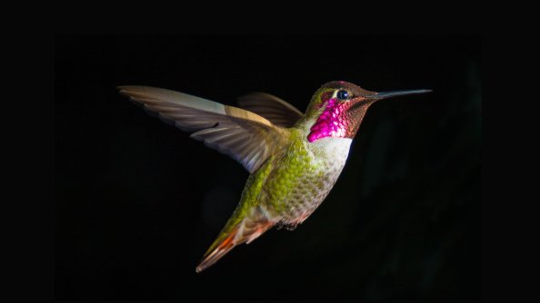 Bird Digital Art