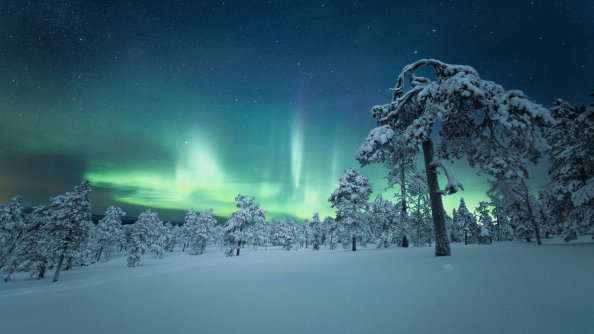 Snow Trees Covered Aurora 4k