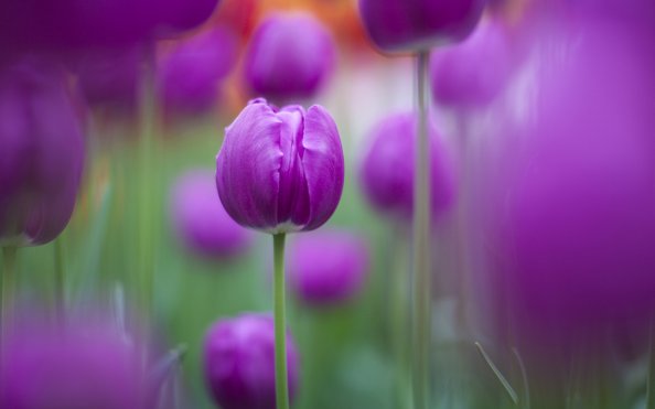 Purple Colour Tulips