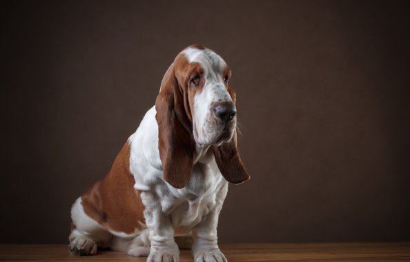 Basset Hound