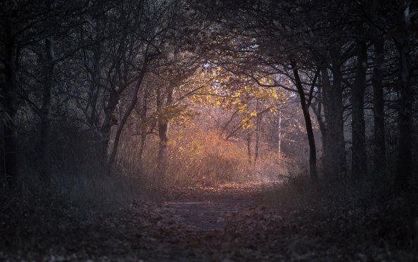 Trees Branch Pathway Dark Autumn Forest Backlit