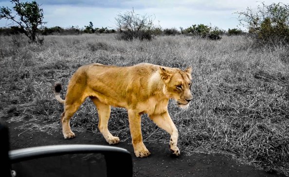 African Lion Hdr