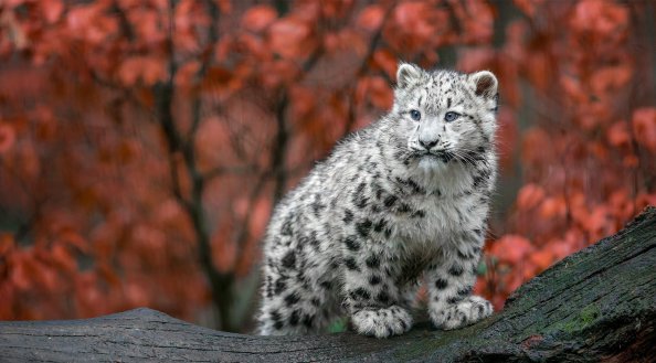 Baby Snow Leopard 4k