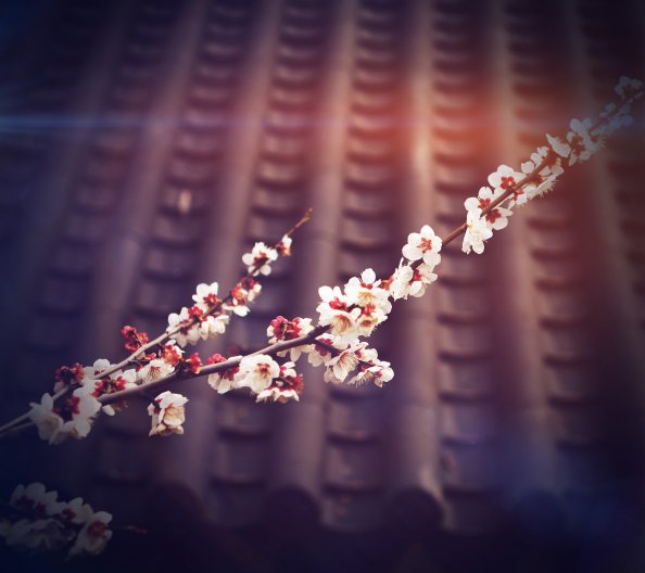 Trees Branches With Flowers