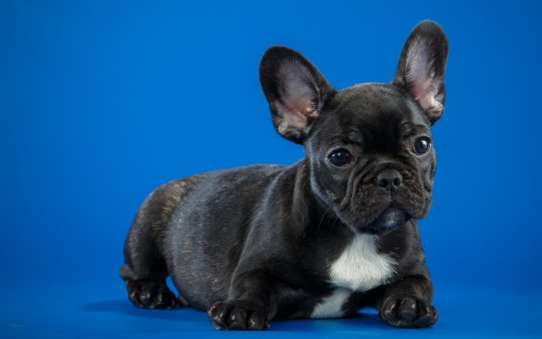 Black French Bulldog Cute Puppy