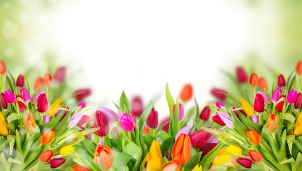Colorful Tulips