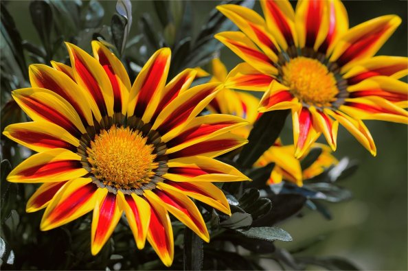 Gazanias
