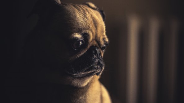 Pug Sad