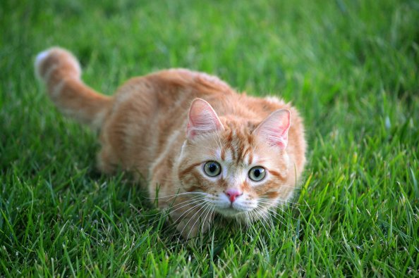 Cat Looking At Viewer