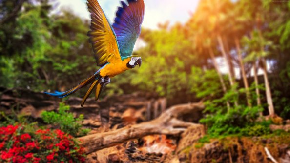Colorful Parrot 4k