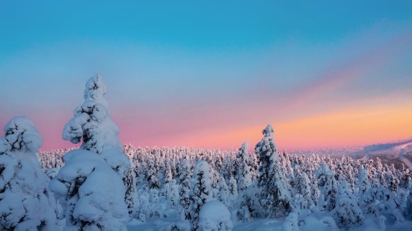 Trees Covered With Snow View