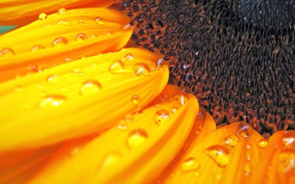 Macro Sunflower