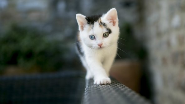 Cute White Cat