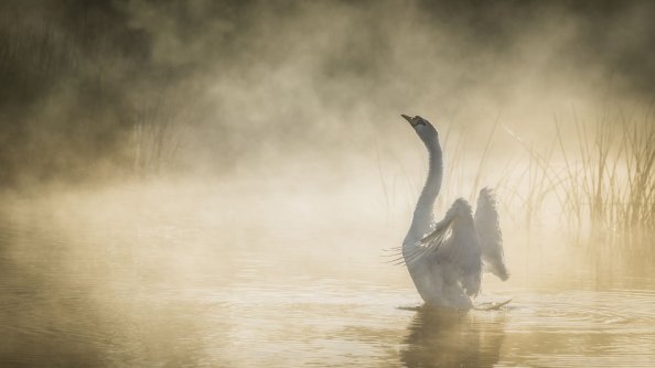 Mute Swan In Pond