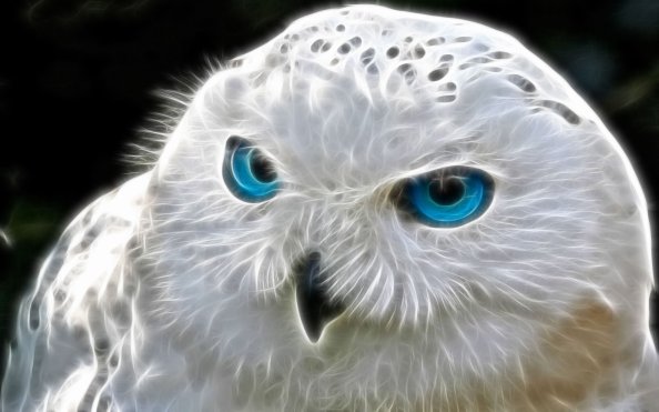 Snowly Owl Art
