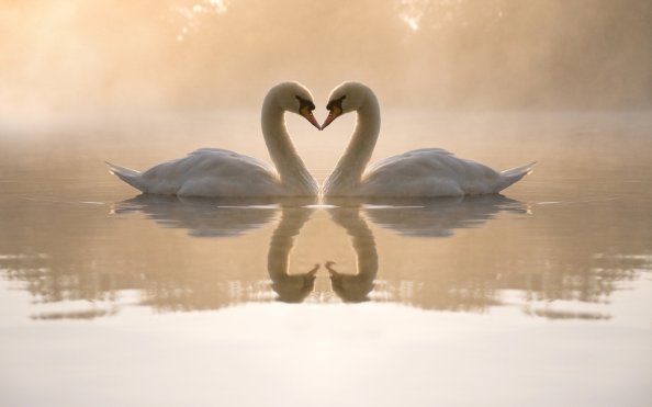 Mute Swan