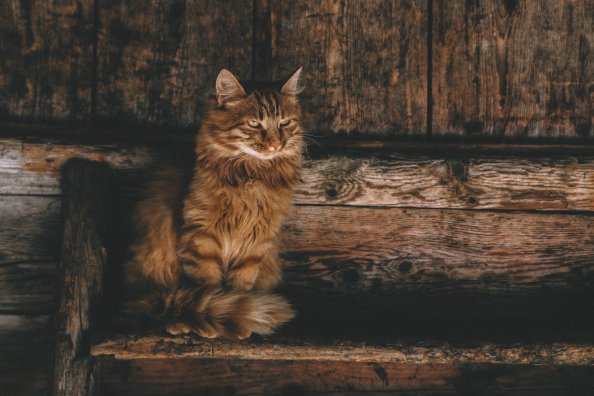 Persian Cat 5k