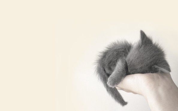 Cute Cat