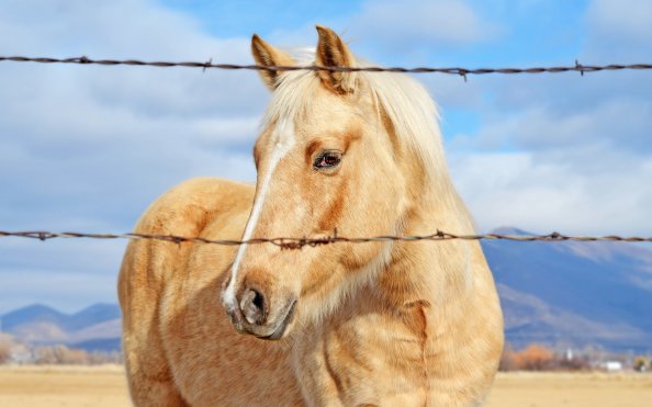 Golden Horse