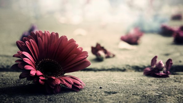 Red Flower
