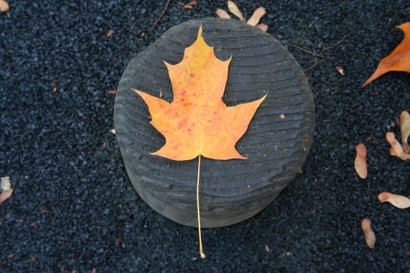 Orange Tree Leaf Fall