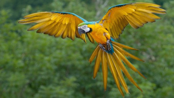Macaw Parrot