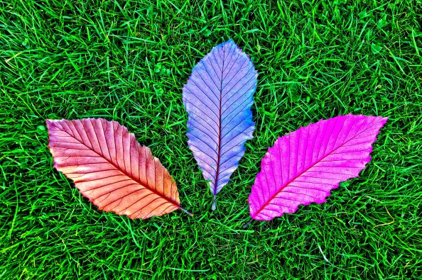 Grass Fallen Colorful Leaves 5k