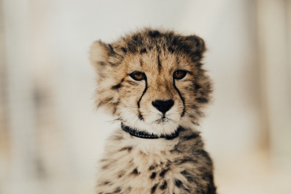 Baby Cheetah 5k