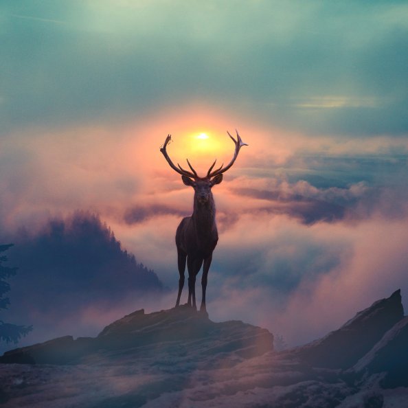 Reindeer Morning Glory