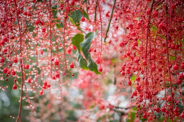 Blossom Bokeh Garden