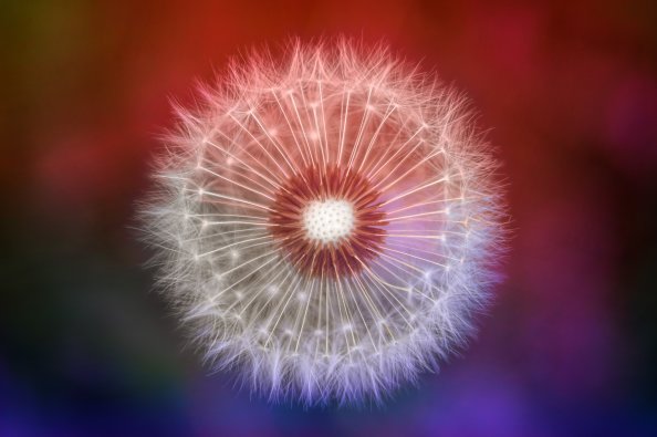 Close Up Dandelions
