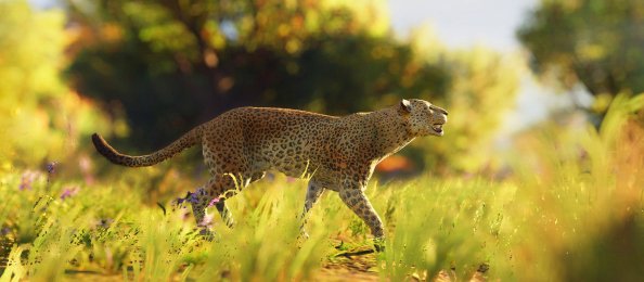 Leopard Wild 4k