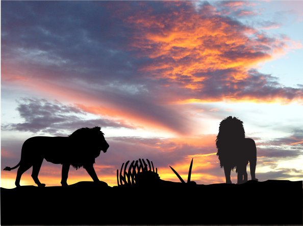 Lions Africa Silhouette Sunset