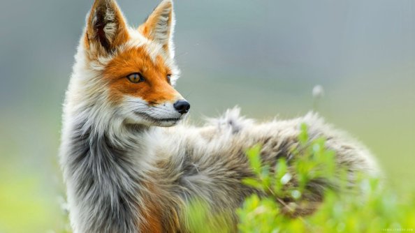 Wild Fox Art