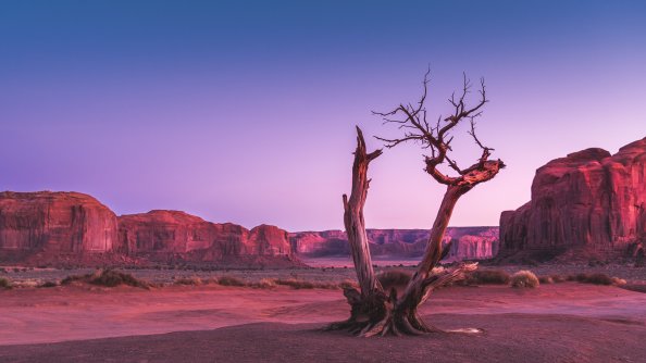 Dead Trees 4k