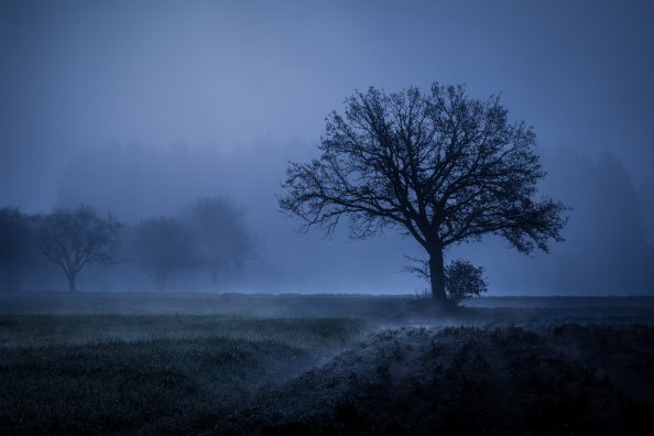 Field Fog Trees Blue Weather Cold 4k 5k