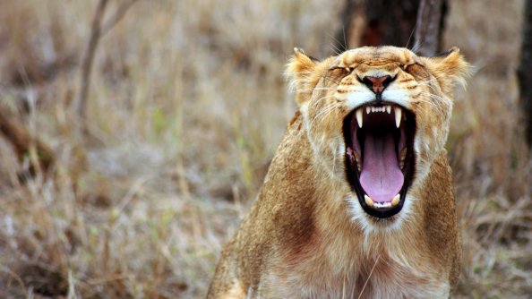 Lioness Predator