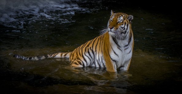 Adult Tiger 4k