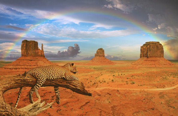 Fantasy Leopard Rainbow