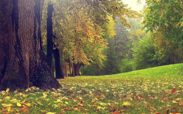 Lovely Nature