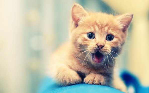 Cute Cat 2