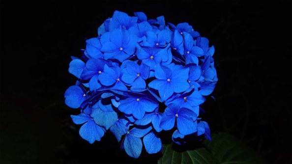 Hydrangea Dark Flowers 5k