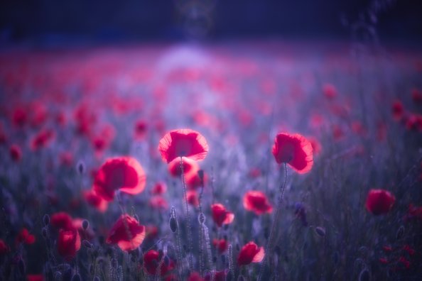 Poppy Flowers 8k