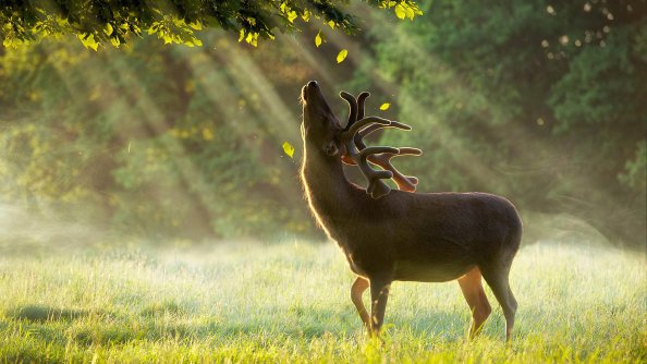 Reindeer Sun Breeze