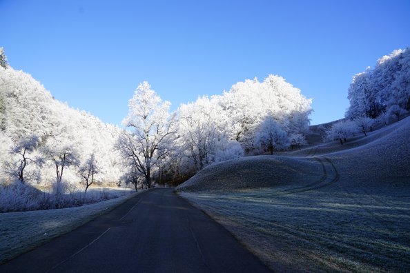 Hill Frost Road Trees 8k