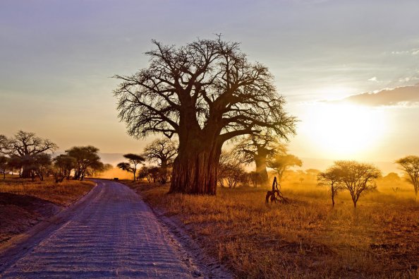 Baobab Tree